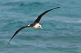 Image. Laysan Albatross