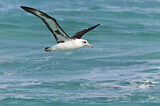 Image. Laysan Albatross