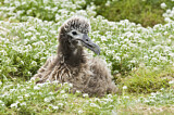 Image. Laysan Albatross