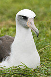Image. Laysan Albatross