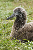 Image. Laysan Albatross