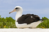 Image. Laysan Albatross