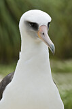 Image. Laysan Albatross