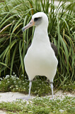 Image. Laysan Albatross