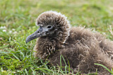 Image. Laysan Albatross