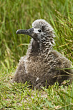 Image. Laysan Albatross