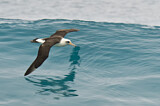 Image. Laysan Albatross