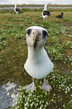 Image. Laysan Albatross