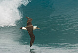 Image. Laysan Albatross