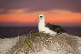Image. Laysan Albatross