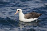 Image. Laysan Albatross