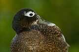 Image. Laysan Duck