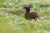 Image. Laysan Duck