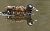 Image. Laysan Duck