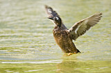 Image. Laysan Duck
