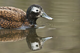 Image. Laysan Duck