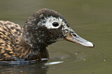 Image. Laysan Duck