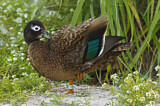 Image. Laysan Duck