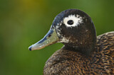 Image. Laysan Duck