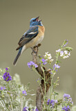 Image. Lazuli Bunting