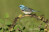 Image. Lazuli Bunting