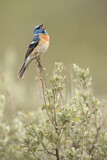 Image. Lazuli Bunting