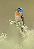 Image. Lazuli Bunting
