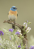 Image. Lazuli Bunting