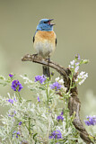 Image. Lazuli Bunting