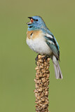 Image. Lazuli Bunting