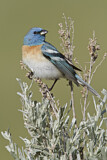 Image. Lazuli Bunting