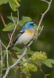 Image. Lazuli Bunting