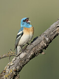Image. Lazuli Bunting