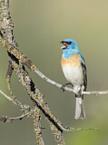 Image. Lazuli Bunting