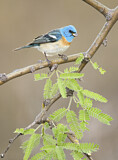 Image. Lazuli Bunting