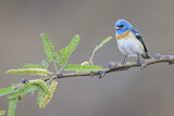 Image. Lazuli Bunting