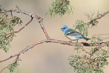 Image. Lazuli Bunting