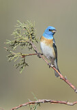 Image. Lazuli Bunting