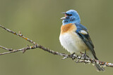 Image. Lazuli Bunting