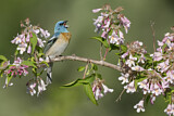 Image. Lazuli Bunting