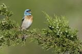 Image. Lazuli Bunting
