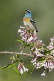 Image. Lazuli Bunting