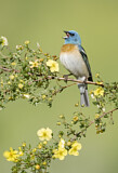 Image. Lazuli Bunting