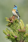 Image. Lazuli Bunting