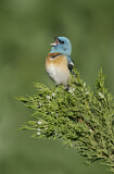 Image. Lazuli Bunting