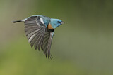 Image. Lazuli Bunting