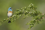 Image. Lazuli Bunting