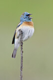 Image. Lazuli Bunting