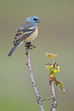 Image. Lazuli Bunting