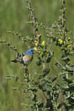 Image. Lazuli Bunting